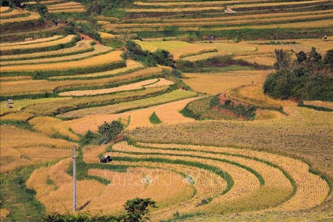 Des rizières en terrasses dorées dans la région montagneuse de Phu Tho. Photo : Trong Dat/VNA