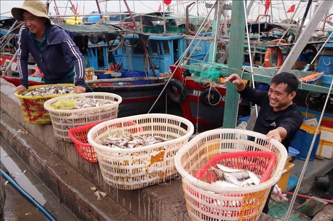 Des bateaux de pêche accostent au port de pêche de Ngoc Hai, dans le quartier de Do Son, à Hai Phong. Photo : VNA