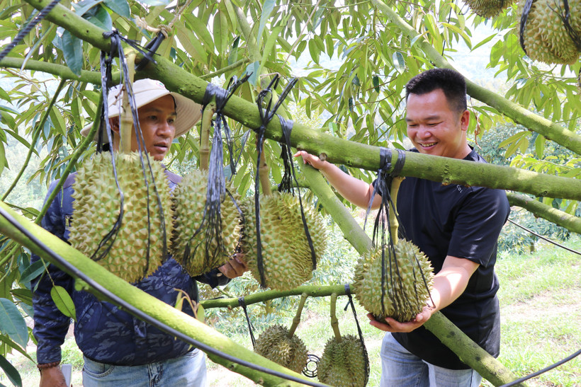 Modèle de culture de durians utilisant la haute technologie de la ferme Sakura, dans la commune de Dong Khanh Son, province de Khanh Hoa. Photo : VNA