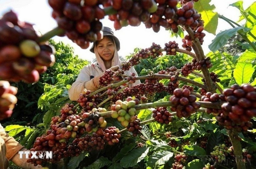Les exportations de café vietnamien en 2025 pourraient dépasser les 8 milliards de dollars, un record historique