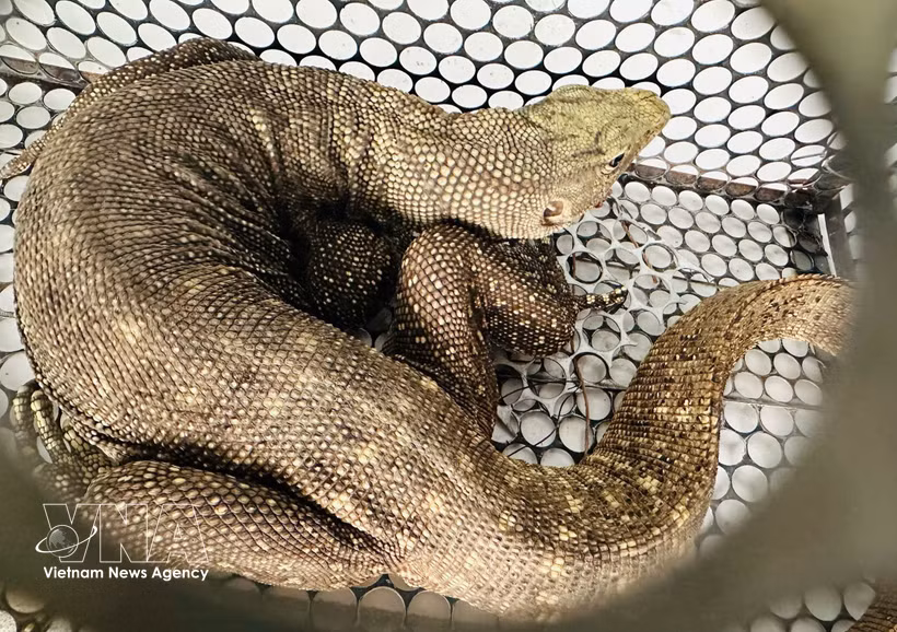 Le varan nébuleux (Varanus nebulosus) est classée dans le groupe IB, qui regroupe les animaux forestiers en danger critique d'extinction dont l'exploitation et l'utilisation à des fins commerciales sont strictement interdites par la loi. Photo: VNA