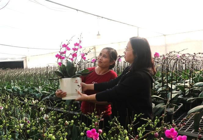 Les orchidées colorées embellissent la maison et symbolisent la bonne fortune pendant le Nouvel An. Photo : VNA