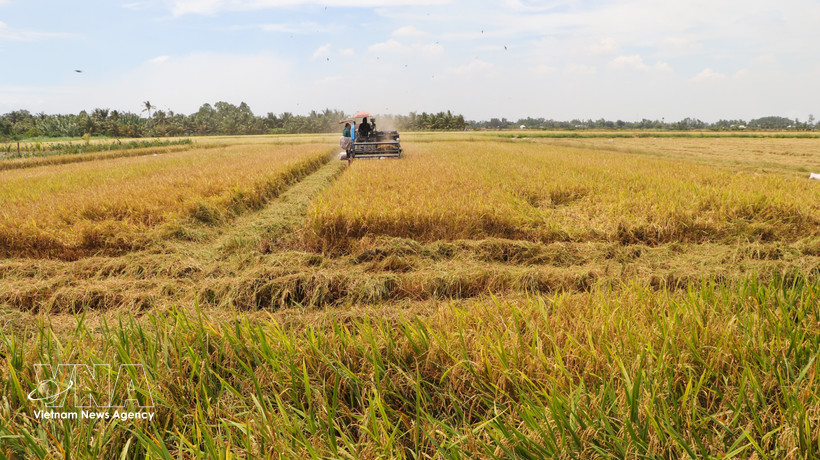 Production de riz de haute qualité grâce à la mécanisation dans la région rizicole de la province d'An Giang. Photo : VNA