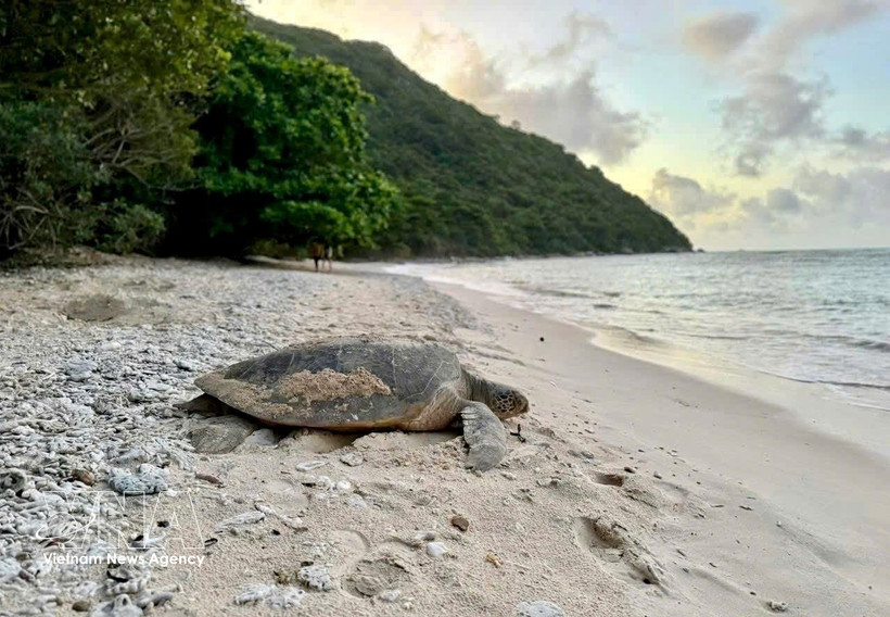 Une tortue marine. Photo d'illustration : VNA