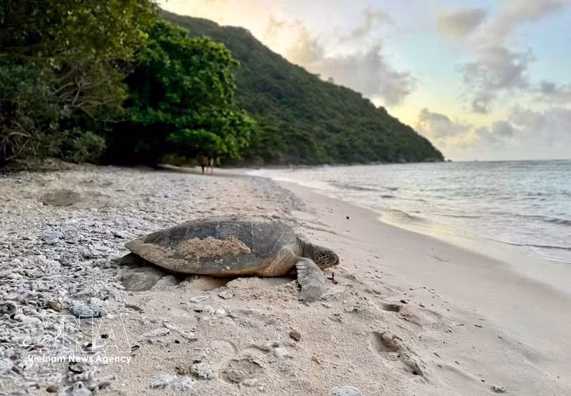Une tortue marine. Photo d'illustration : VNA