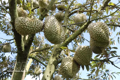 La qualité du durian de Lam Dong s'améliore constamment grâce à des processus de production standardisés, au contrôle de la sécurité alimentaire et à la traçabilité. Photo: VNA