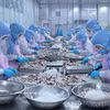 Transformation de poulpes destinés à l'exportation par la société Huy Nam, dans la province d'An Giang. Photo : VNA