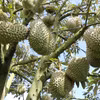 La qualité du durian de Lam Dong s'améliore constamment grâce à des processus de production standardisés, au contrôle de la sécurité alimentaire et à la traçabilité. Photo: VNA