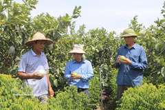 Les produits agricoles de la commune de Khanh Trung, dans la province de Ninh Binh, ont obtenu la certification OCOP, contribuant ainsi à l'augmentation des revenus et au développement des marques locales. Photo : VNA