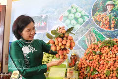 La province septentrionale de Bac Ninh a enregistré plus de 2.623 milliards de dôngs (environ 99,5 millions de dollars) de revenus tirés du litchi dès le début de la campagne de récolte 2026. Photo: VNA