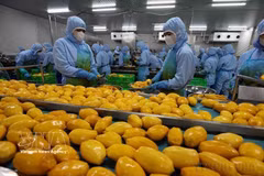 Transformation de produits agricoles destinés à l'exportation par la société B'LaoFood. Photo : VNA