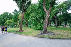 Le parc Le Van Tam est un espace où des investissements dans le développement d'un parking souterrain pourraient être réalisés afin de compléter l'espace constructible et d'accroître la capacité des infrastructures de la ville Photo : VNA