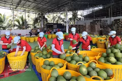 Tri de pomelos verts destinés à l'exportation à l'usine du groupe Vina T&T, dans la province de Vinh Long. Photo : VNA