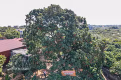 À la découverte d'un vénérable litchi centenaire à Bac Ninh