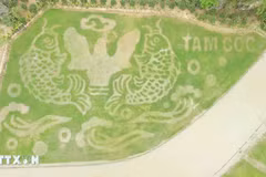 Ninh Binh : Une rizière transformée en œuvre d'art pour la Semaine du tourisme