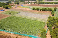 Le modèle de culture maraîchère conforme aux normes VietGAP mis en œuvre par les agriculteurs de la commune d'An Phu, province de Quang Ngai, s'est avéré très efficace. Photo : VNA