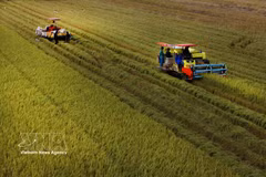 Récolte de riz de haute qualité dans la commune de Vi Thuy, ville de Can Tho. Photo : VNA