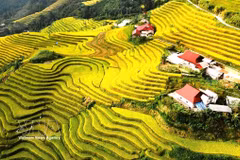 Les rizières en terrasses dans le quartier de Ha Giang 1, province de Tuyen Quang. Photo : VNA 