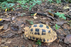 La tortue à tête jaune est inscrite dans le Livre rouge du Vietnam et sur la liste des espèces menacées de l’Union internationale pour la conservation de la nature (UICN). Photo: VNA