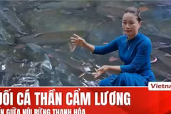 Le Ruisseau aux poissons sacrés de Cam Luong: un équilibre harmonieux entre nature et culture locale