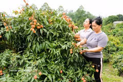 Environ 4 010 tonnes de litchis précoces ont déjà été commercialisées depuis le début de la récolte. Photo: VNA