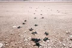 Une fois éclos, les bébés tortues creusent leur chemin vers la mer. Photo: VNA