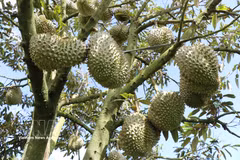 La qualité du durian de Lam Dong s'améliore constamment grâce à des processus de production standardisés, au contrôle de la sécurité alimentaire et à la traçabilité. Photo: VNA