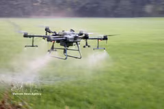 Dans la province d'An Giang, les agriculteurs utilisent des drones pour pulvériser des pesticides, ce qui leur permet de réaliser des économies de temps, d'argent et d'efforts. Photo : VNA