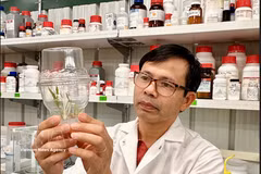 Le Dr Quach Truyen, spécialiste de la biotechnologie végétale et fondateur de PlantEdits, entreprise américaine spécialisée dans les services de transformation végétale et d’édition génomique. Photo: VNA