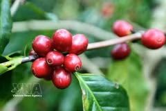 Au cours des neuf premiers mois de 2026, le Vietnam a exporté environ 1,4 million de tonnes de café, pour une valeur de 6,54 milliards de dollars. Photo: VNA