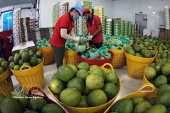 Des pomelos sont conservés au sec avant leur conditionnement pour l'exportation dans l'usine de Vina T&T Group, dans la province de Vinh Long. Photo : VNA