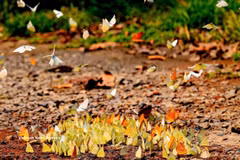 En plaçant la conservation de la nature au cœur de son développement, le Parc national de Cuc Phuong, dans la province de Ninh Binh, associe protection de la biodiversité et écotourisme durable. Photo: VNA