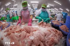 Le secteur vietnamien des produits halieutiques ambitionne d’atteindre 11,5 milliards de dollars d'exportations en 2026. Photo: VNA