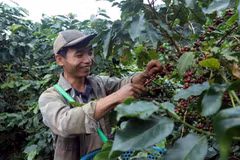 Province de Son La : l’Arabica en pleine saison de récolte