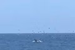 Apparition d’une baleine géante dans la baie de Nha Trang : un signe encourageant pour l’écosystème marin