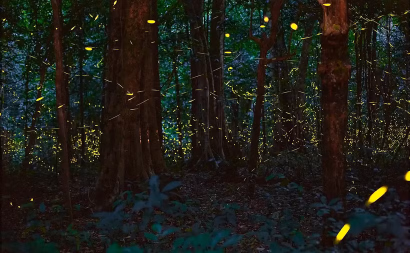 Le Vietnam organise, pour la première fois, des visites nocturnes en forêt 