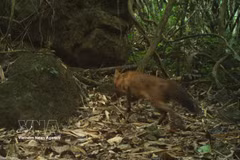 Première réapparition du dhole en milieu naturel depuis plus de 20 ans au Vietnam. Photo: VNA
