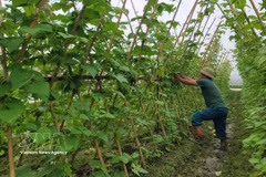 Production de légumes biologiques dans la commune de Trung Gia, à Hanoï. Photo : VNA