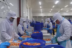Transformation des crevettes d’eau douce destinée à l’exportation. Photo: VNA