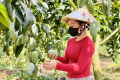 Les mangues de la province d’An Giang séduisent de nombreux marchés exigeants. Photo: VNA