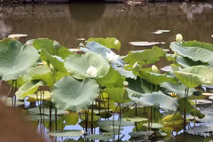Fleurs de lotus à Huê 