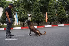 Les chiens d’intervention, des gardiens à quatre pattes