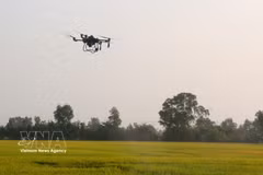 Utilisation de drones dans la production rizicole à Cân Tho. Photo: VNA