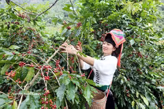 Son La possède la plus grande superficie et la plus importante production de café Arabica du Vietnam, avec plus de 30.000 hectares de plantations et une production annuelle moyenne de 40.000 à 50.000 tonnes de cerises de café. Photo: VNA