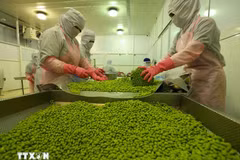 Les exportations de fruits et légumes ont dépassé 6,11 milliards de dollars en neuf mois de 2025. Photo: VNA