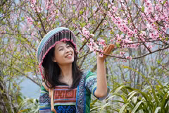 Lai Chau : Les pêchers en fleurs illuminent le village touristique de Sin Suoi Ho