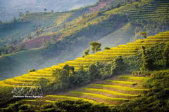 La beauté des rizières en terrasses de Pu Nhi, à Diên Biên 