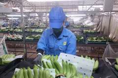Le secteur des fruits et légumes a également atteint un niveau inédit. Alors que l’objectif initial pour 2025 était fixé à 5 milliards de dollars, les exportations pourraient atteindre environ 8,5 milliards de dollars, en hausse de près de 20 %. Photo: VNA