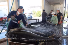 Vietnam : le secteur des produits de la mer mise sur l'innovation technologique et la durabilité