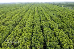 L’écosystème de mangroves de Ca Mau est diversifié et couvre une vaste superficie. Photo: VNA